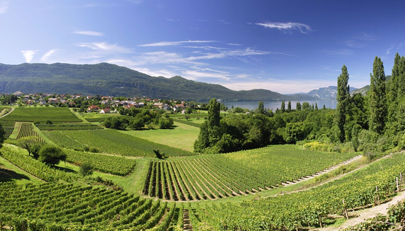 So schmecken die besten Weine aus Savoyen