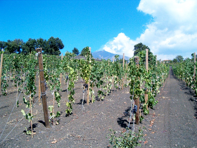 So schmecken die besten Weine aus Sizilien