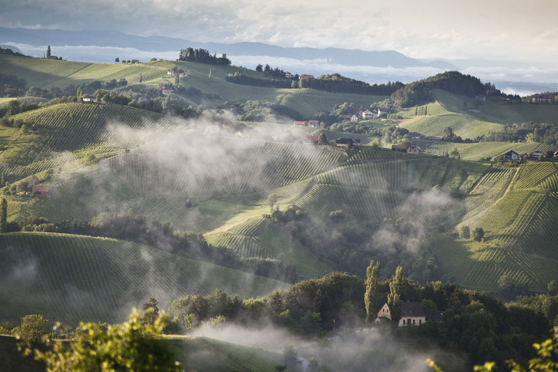 So schmecken die besten Weine aus Steiermark