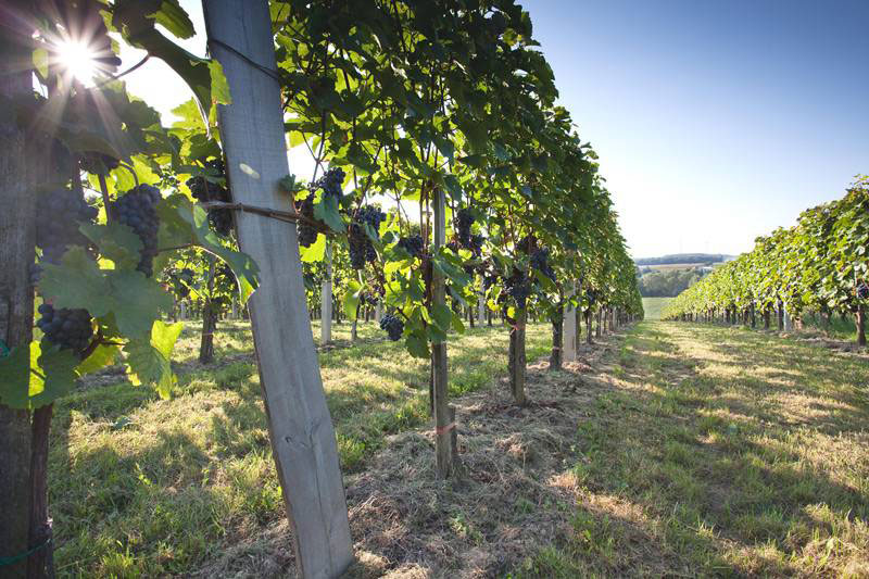 So schmecken die besten Weine aus S&uuml;dburgenland