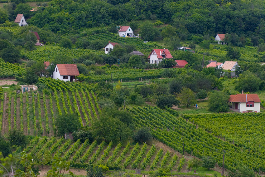 So schmecken die besten Weine aus Szeksz&aacute;rd
