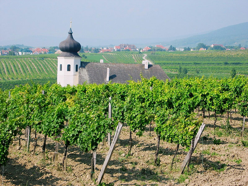 So schmecken die besten Weine aus dieThermenregion