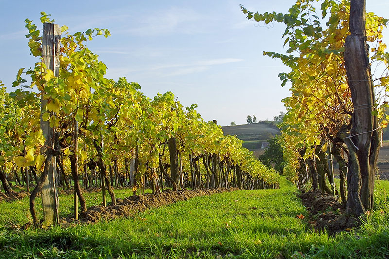 So schmecken die besten Weine aus dasTraisental