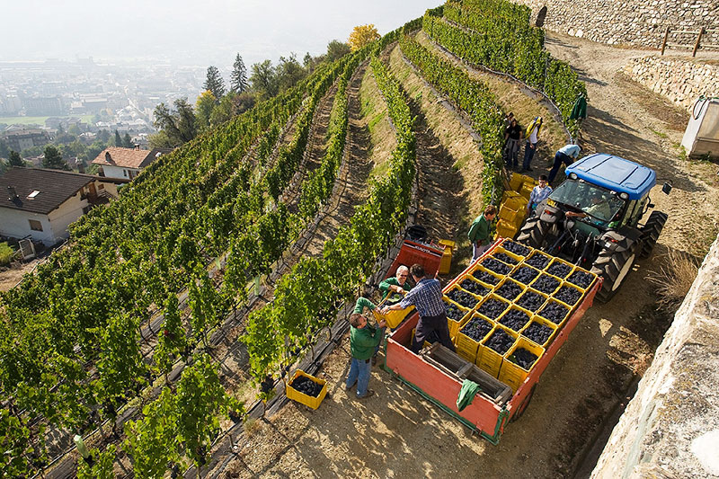So schmecken die besten Weine aus Valle d'Aosta
