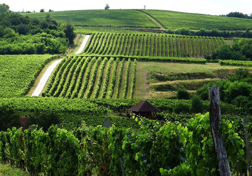 So schmecken die besten Weine aus Vill&aacute;ny-Siklos