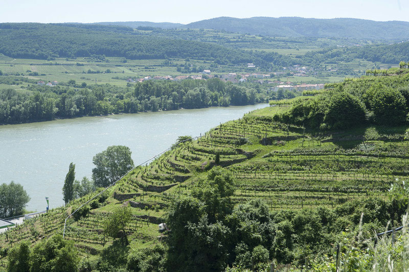 So schmecken die besten Weine aus dieWachau