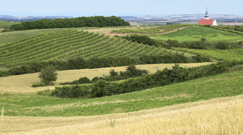 So schmecken die besten Weine aus dasWeinviertel