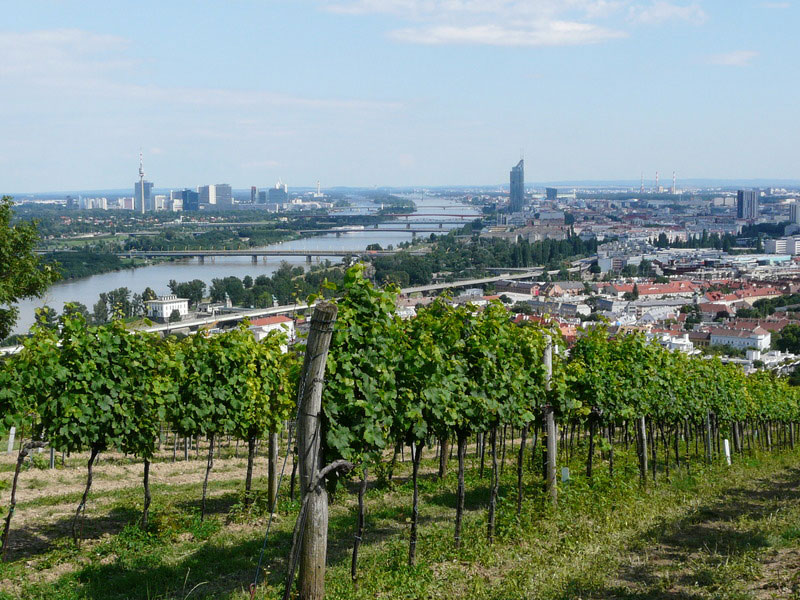 So schmecken die besten Weine aus Wien