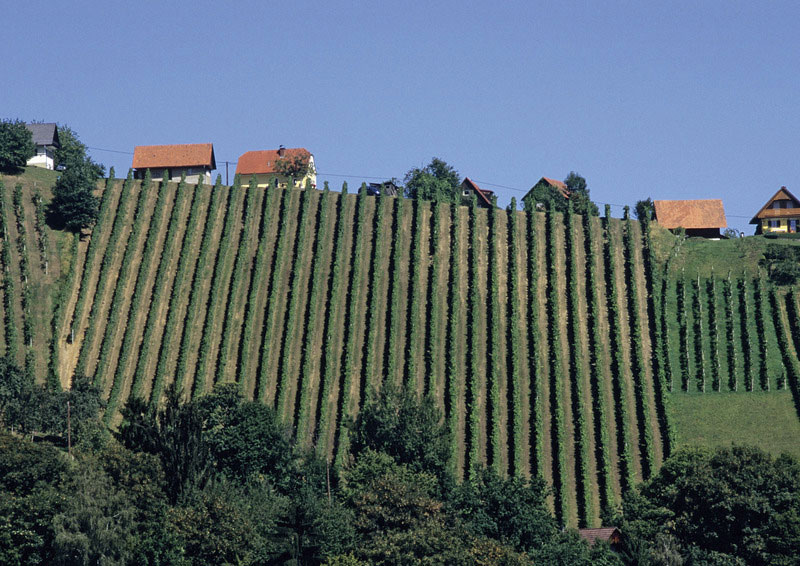 So schmecken die besten Weine aus Weststeiermark