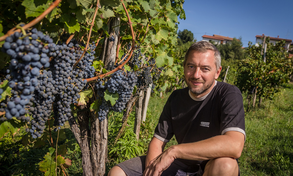 Alle Informationen zu den Weinen von Edi Simčič
