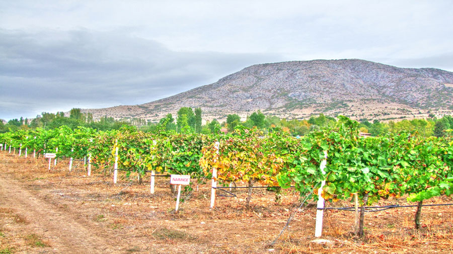 Alle Informationen zu den Weinen von Diren Wines