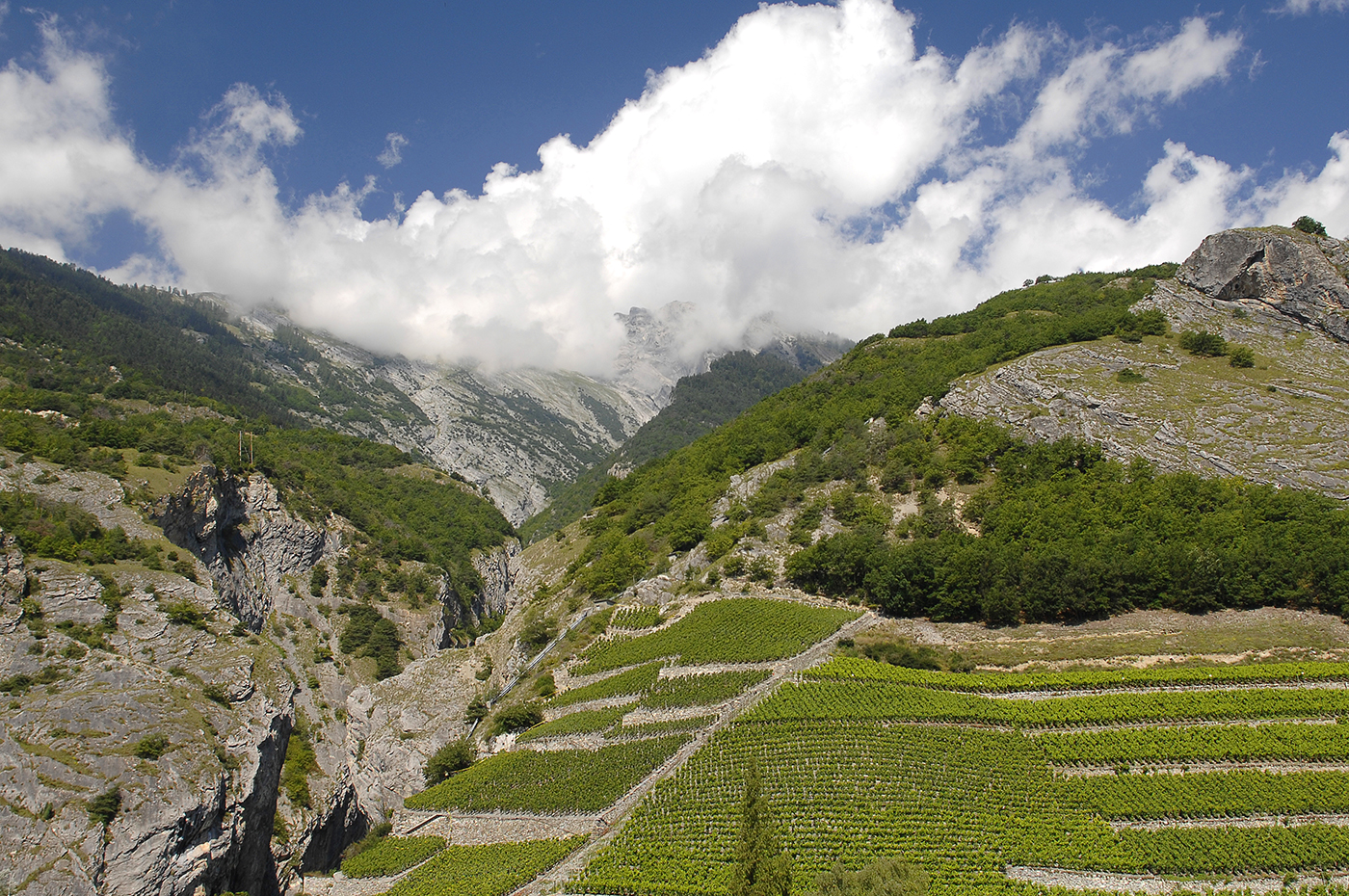 Alle Informationen zu den Weinen von Domaine Balavaud