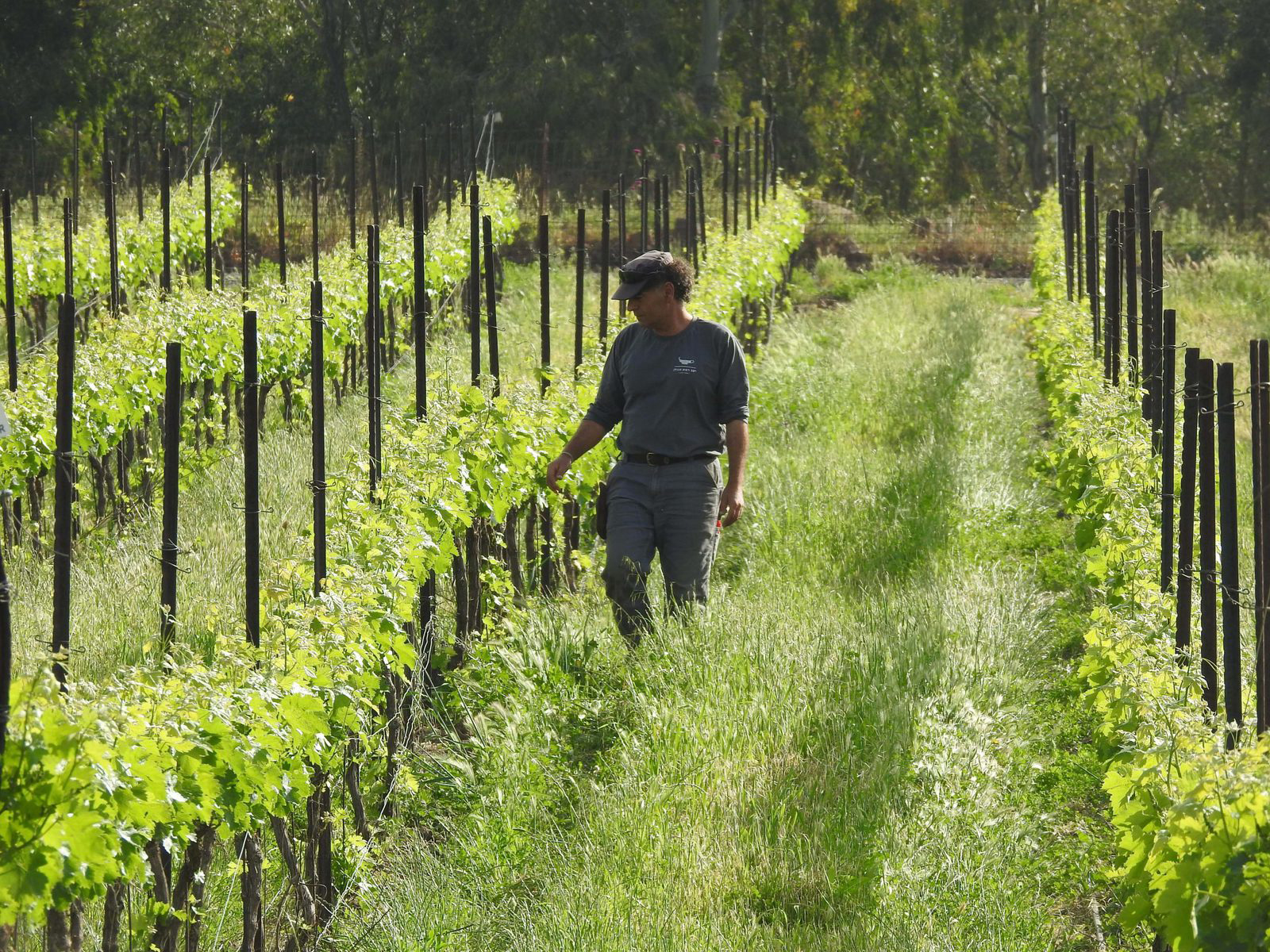 Alle Informationen zu den Weinen von Golan Heights Winery