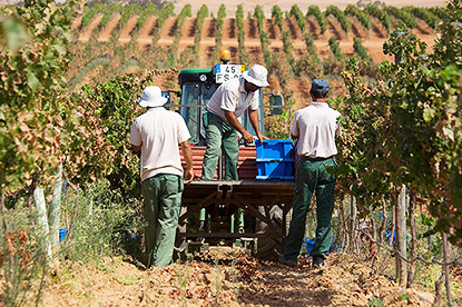 Alle Informationen zu den Weinen von Herdade dos Grous