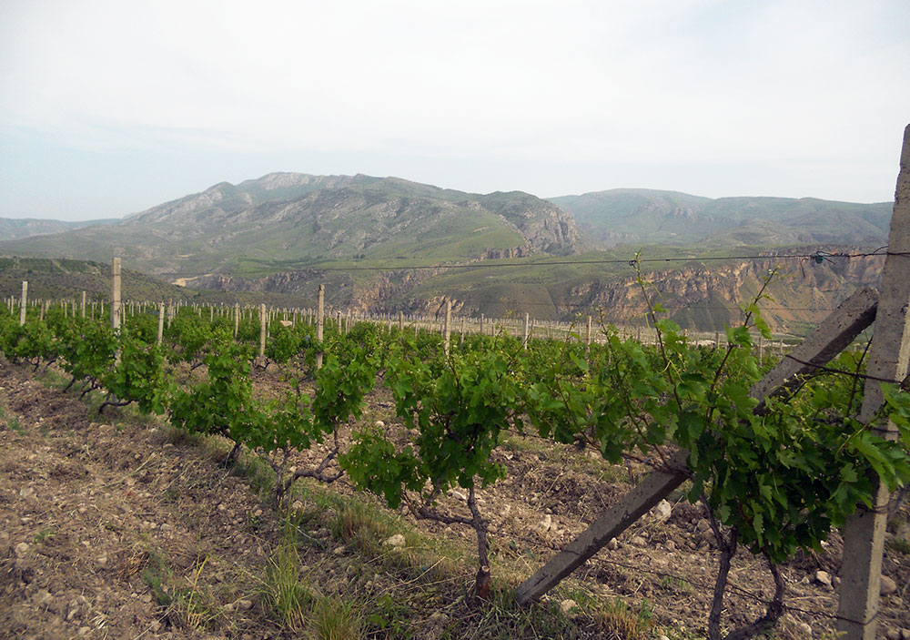 Alle Informationen zu den Weinen von Hin Areni Vineyards