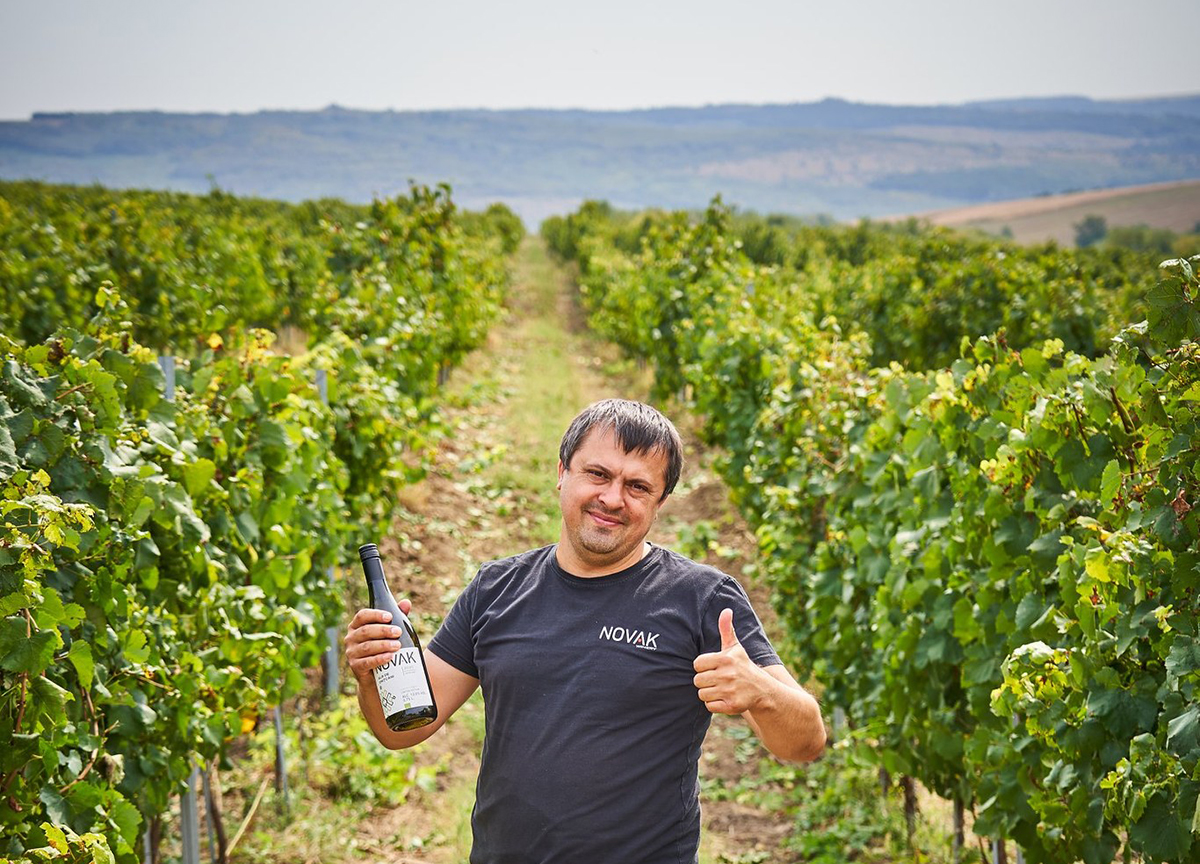 Alle Informationen zu den Weinen von Novak