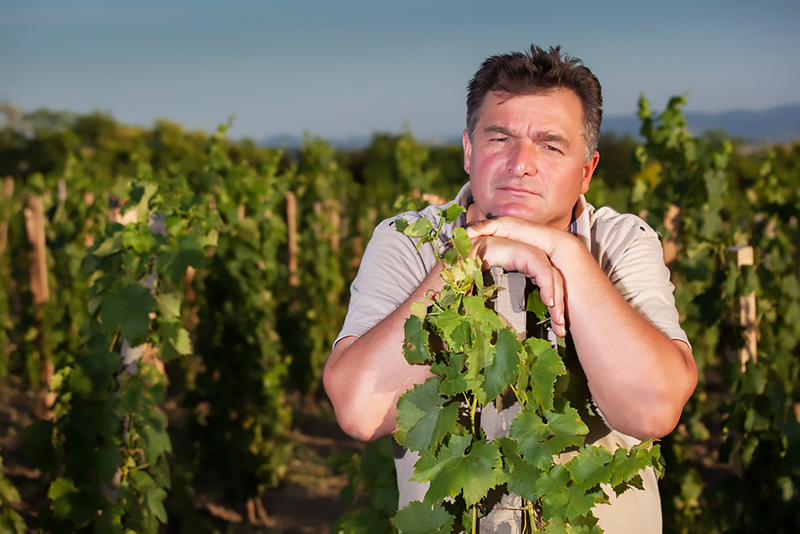 Alle Informationen zu den Weinen von Strekov 1075