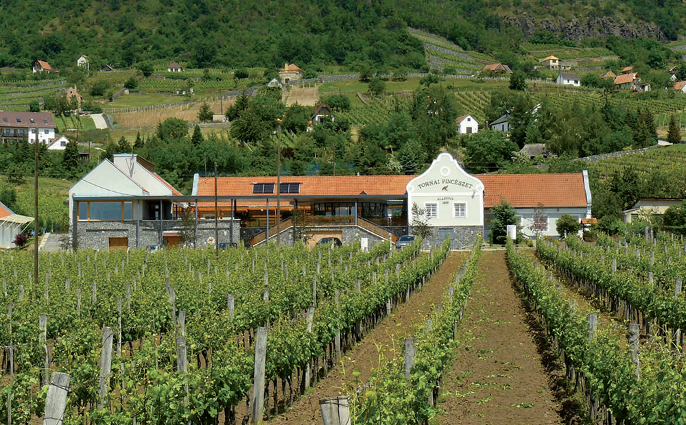 Alle Informationen zu den Weinen von Tornai