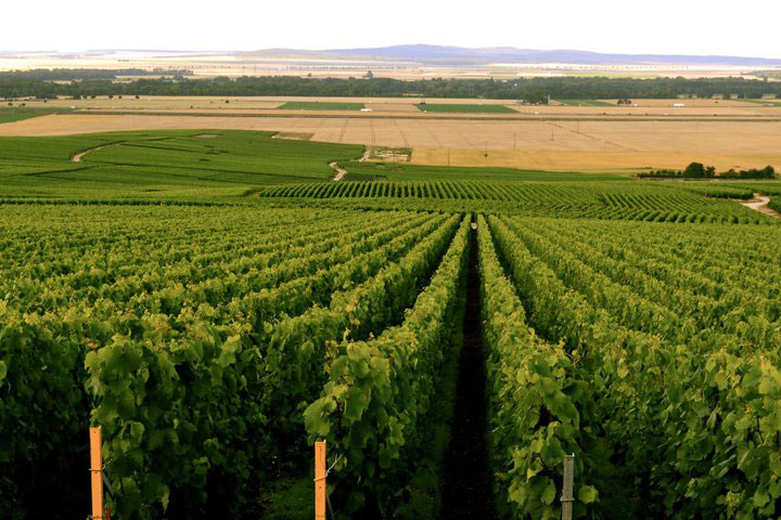 Alle Informationen zu den Weinen von Zagreus Winery