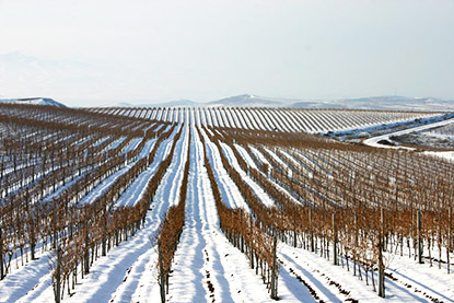 Alle Informationen zu den Weinen von Bovin