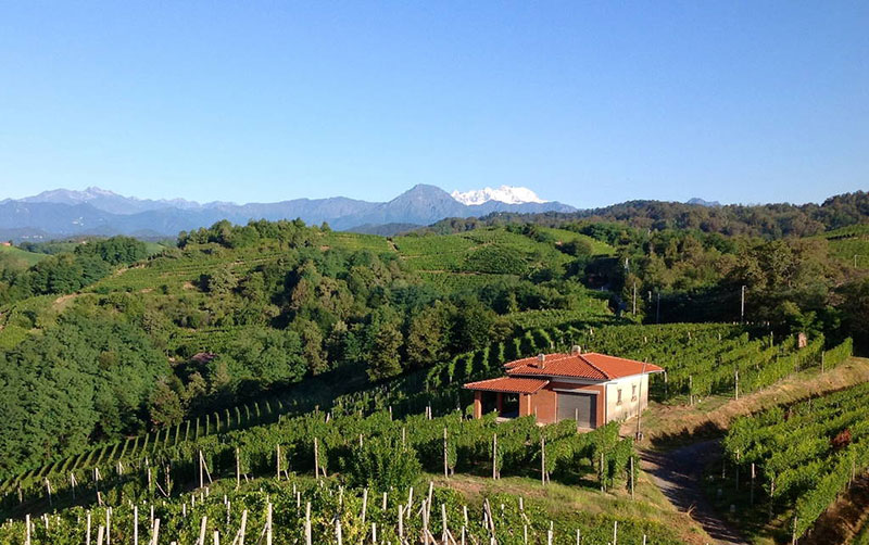Alle Informationen zu den Weinen von La Cantina Antoniolo