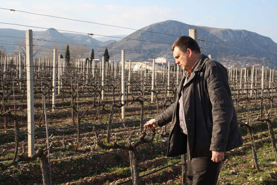 Alle Informationen zu den Weinen von Citluk Winery