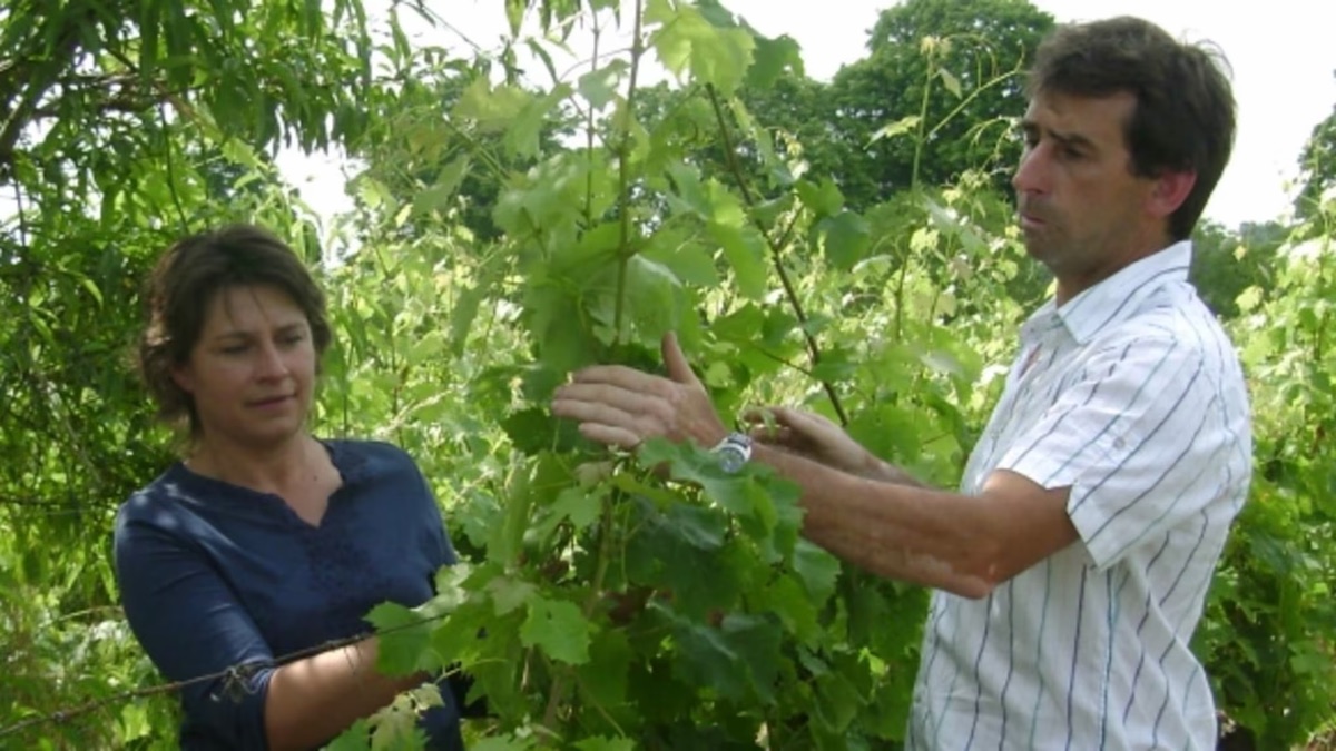 Alle Informationen zu den Weinen von Domaine M. & S. Bouchet