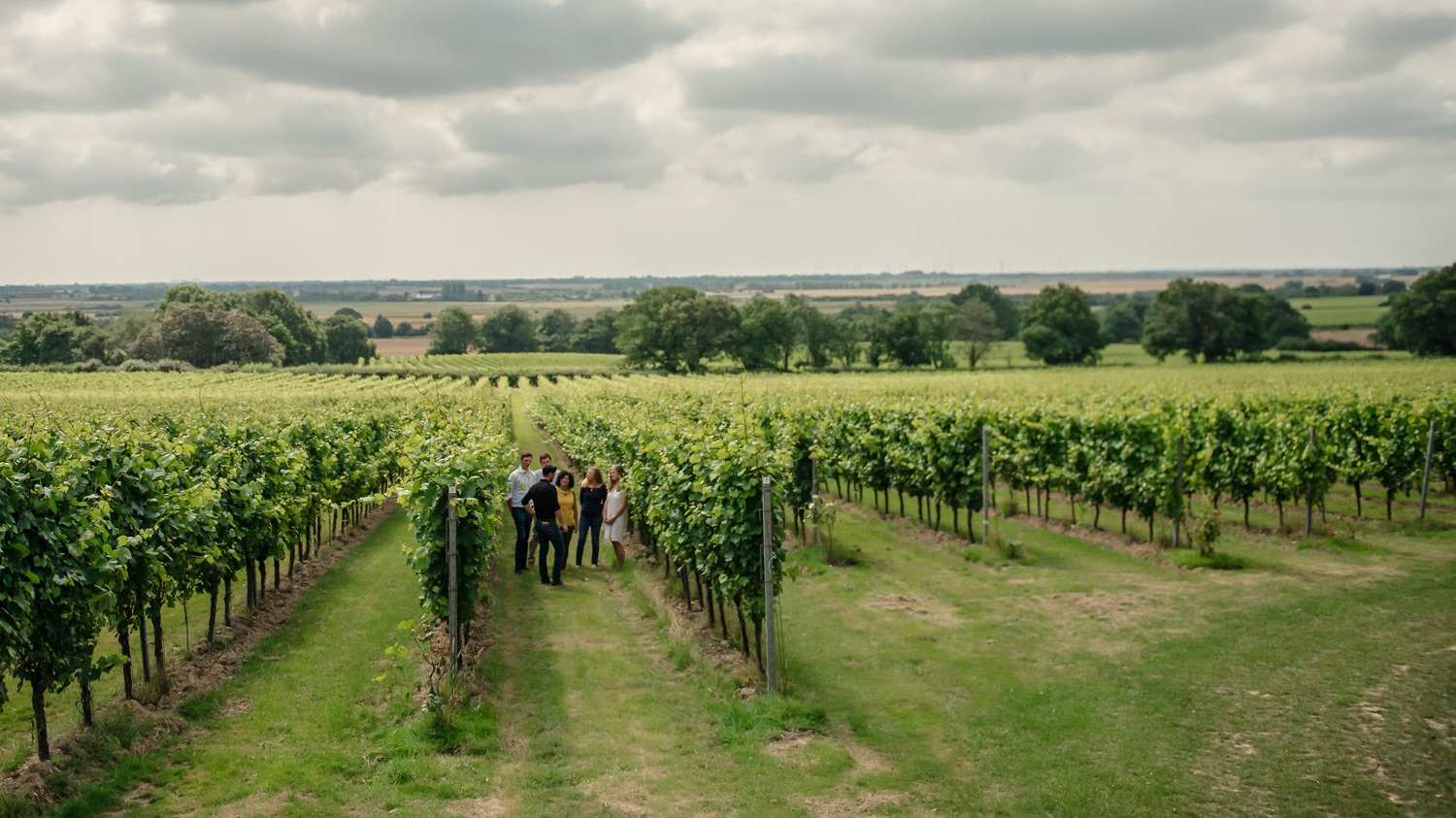 Alle Informationen zu den Weinen von Gusbourne