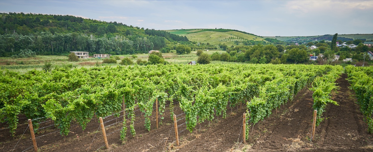 Alle Informationen zu den Weinen von Vinum Estate